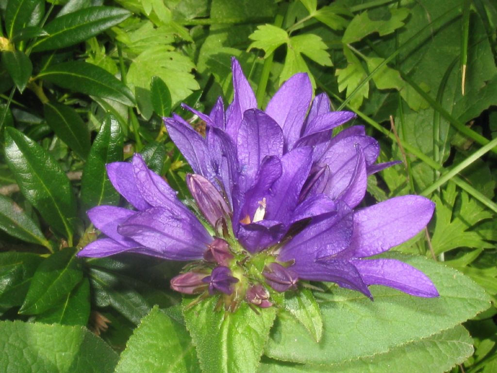 Campanula glomerata