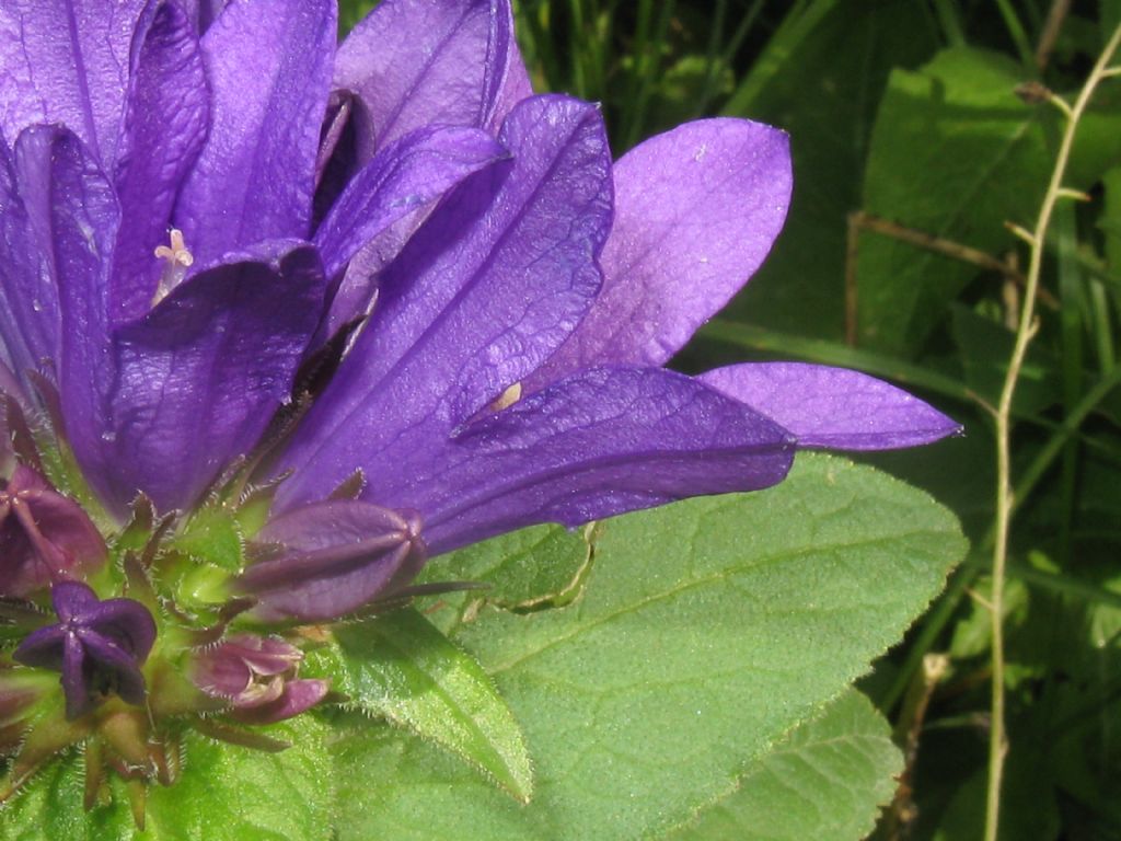 Campanula glomerata