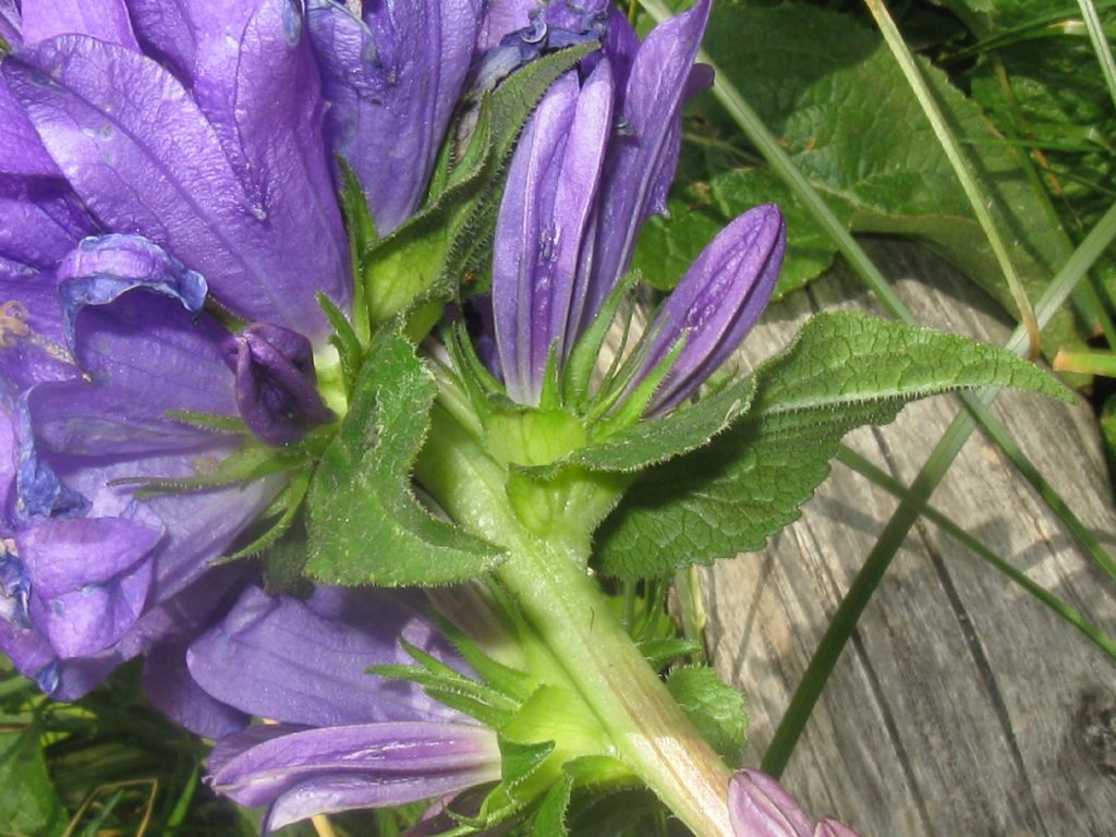 Campanula glomerata