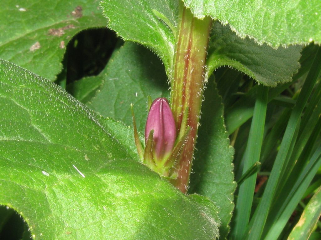 Campanula glomerata