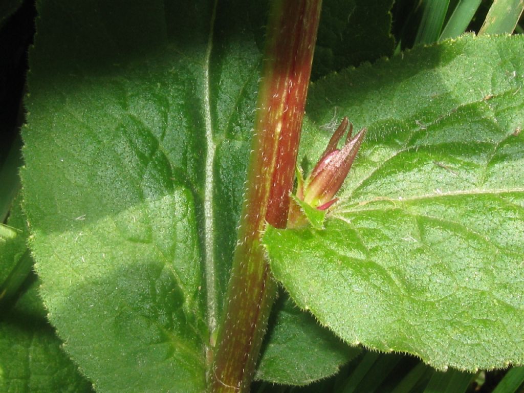 Campanula glomerata