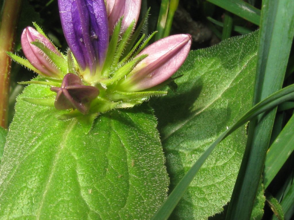 Campanula glomerata