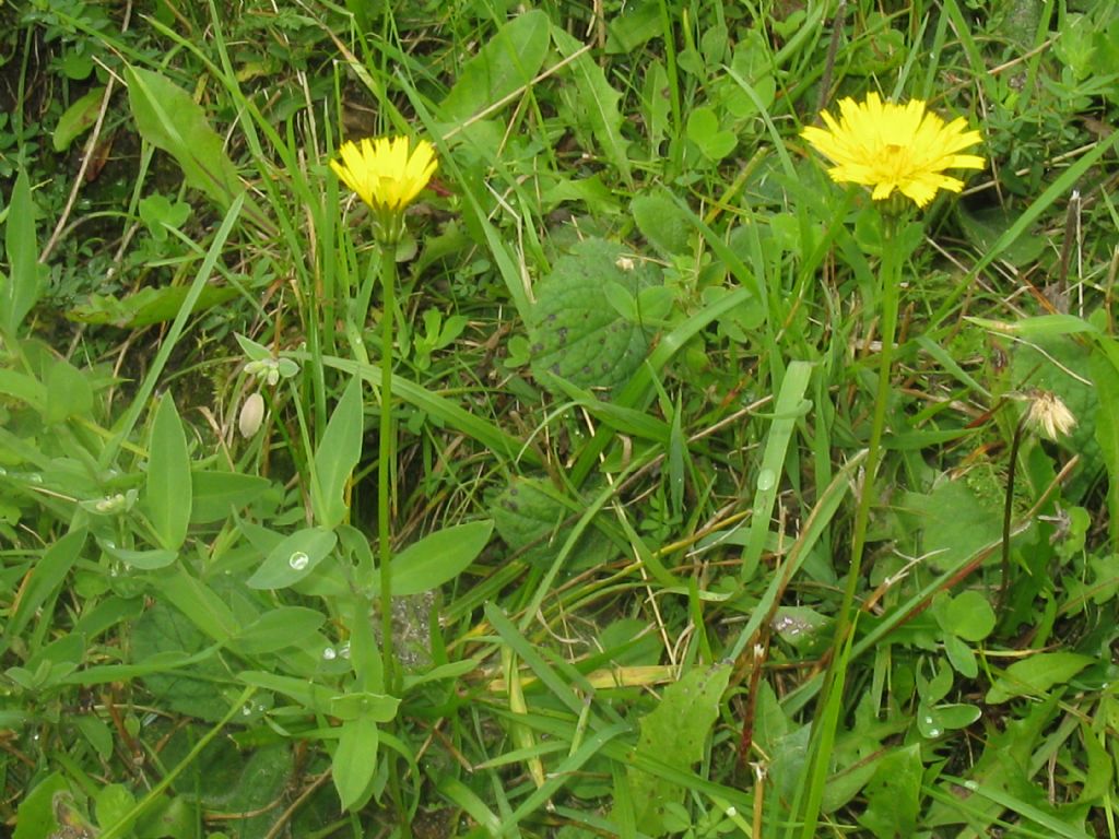 Taraxacum alpinum?