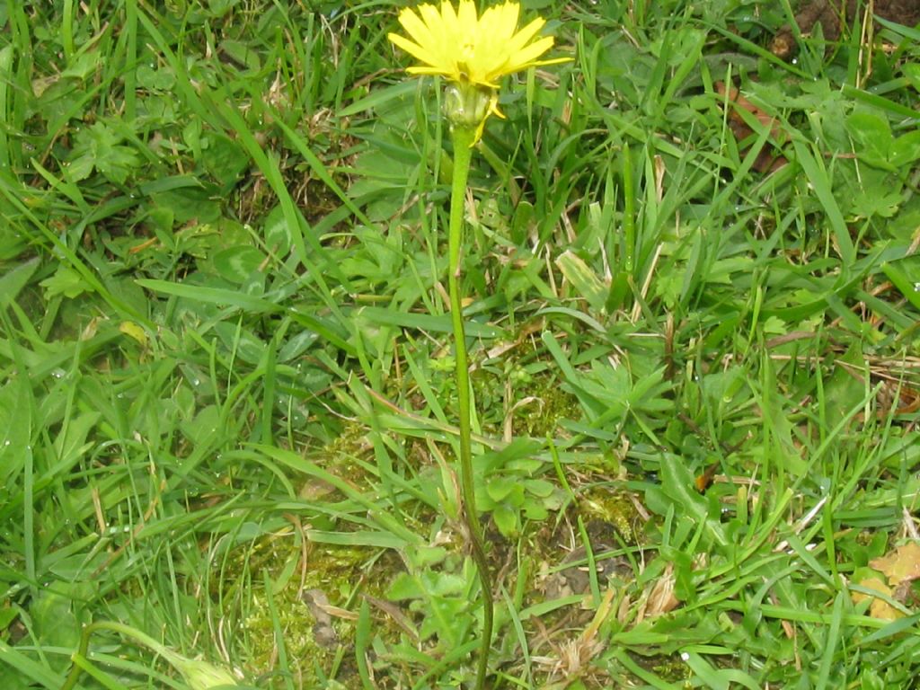 Taraxacum alpinum?