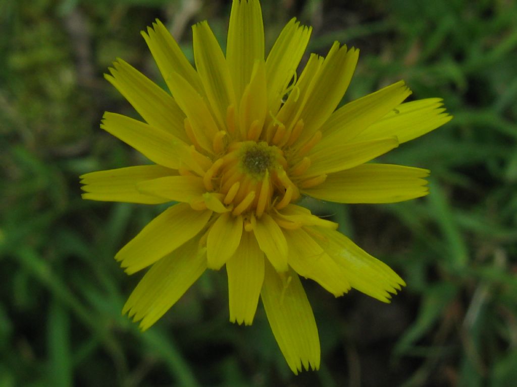 Taraxacum alpinum?