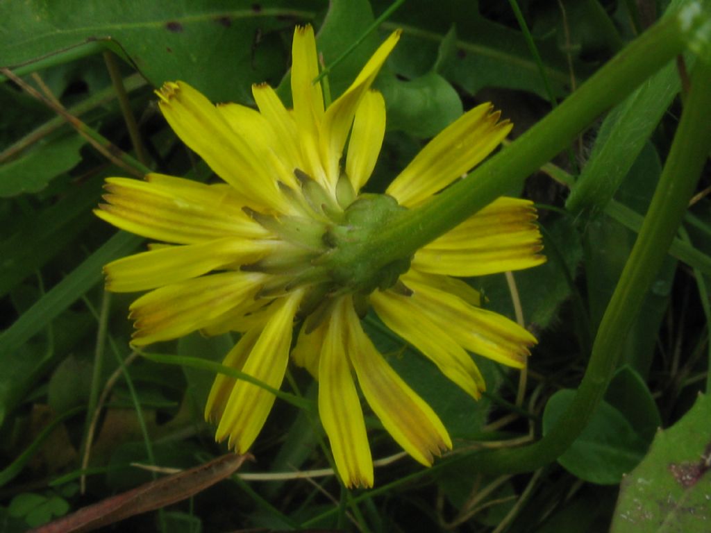 Taraxacum alpinum?