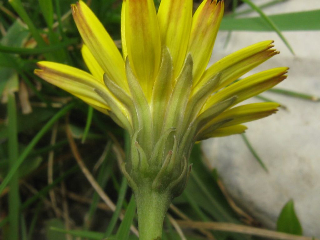 Taraxacum alpinum?