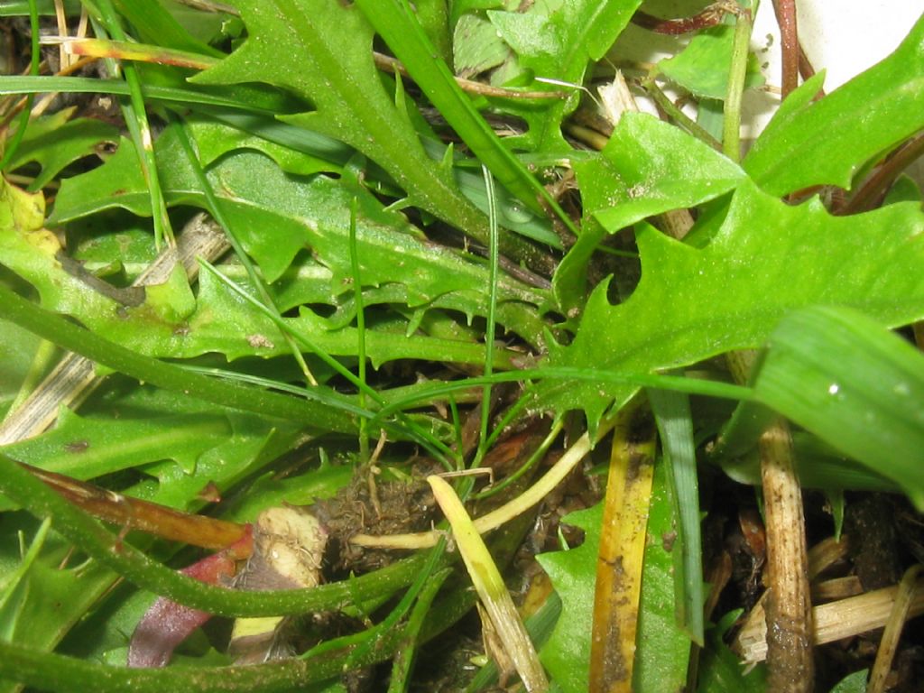 Taraxacum alpinum?