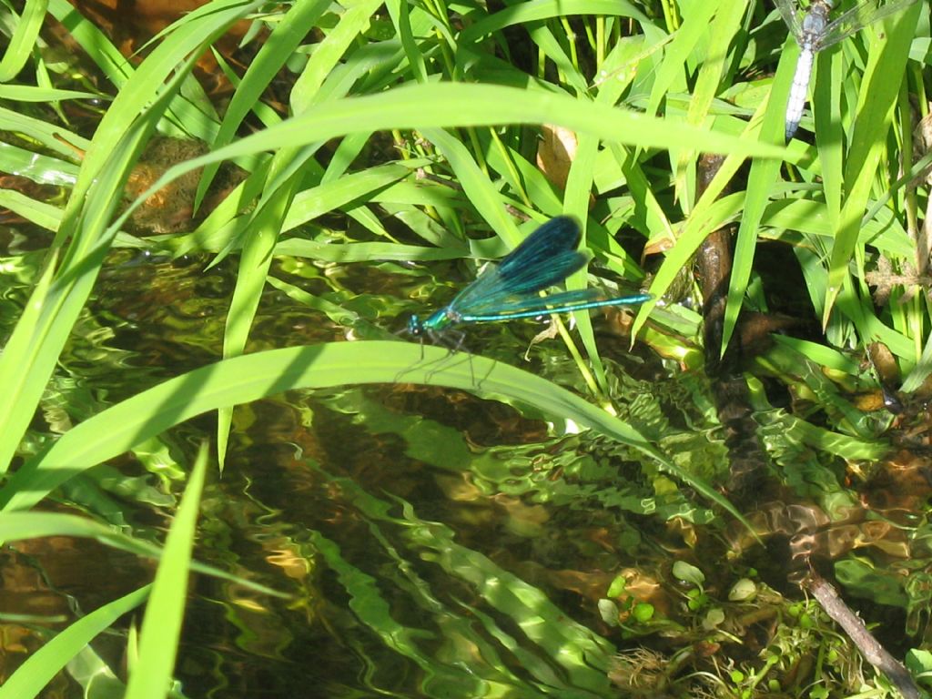 Calopteryx splendens + Orthetrum coerulescens?