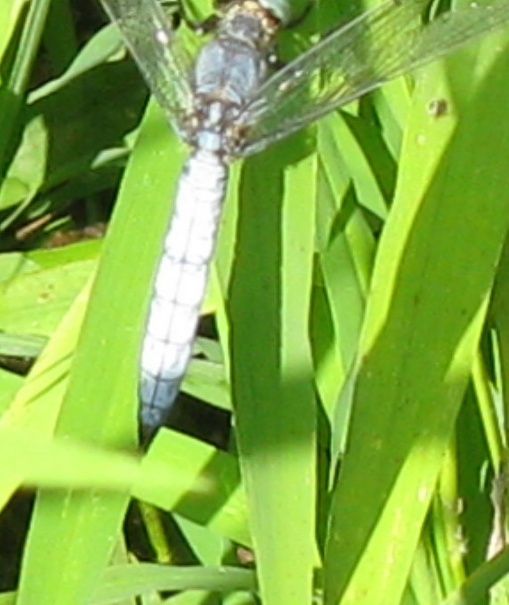 Calopteryx splendens + Orthetrum coerulescens?