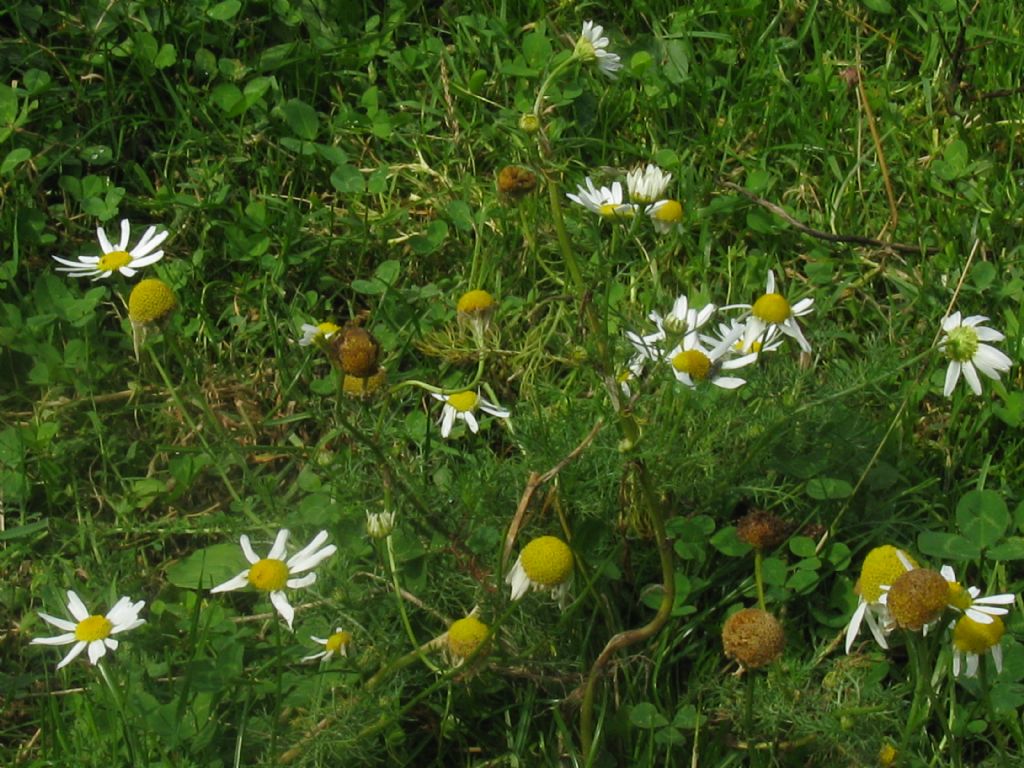 Tripleurospermum inodorum