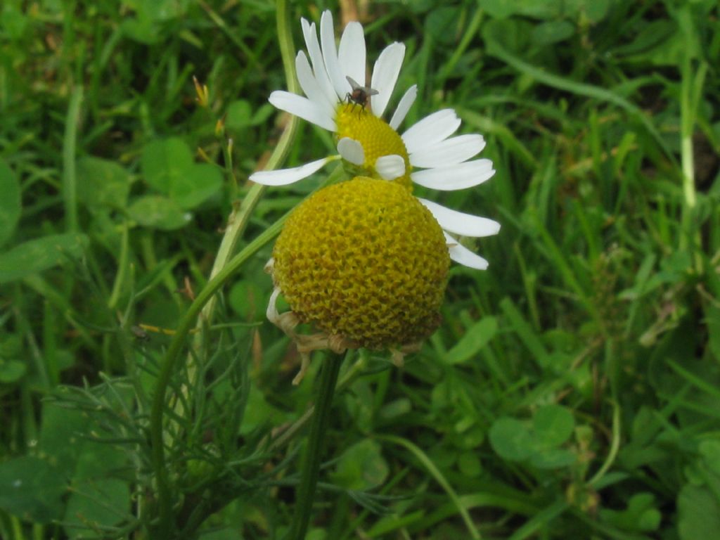 Tripleurospermum inodorum