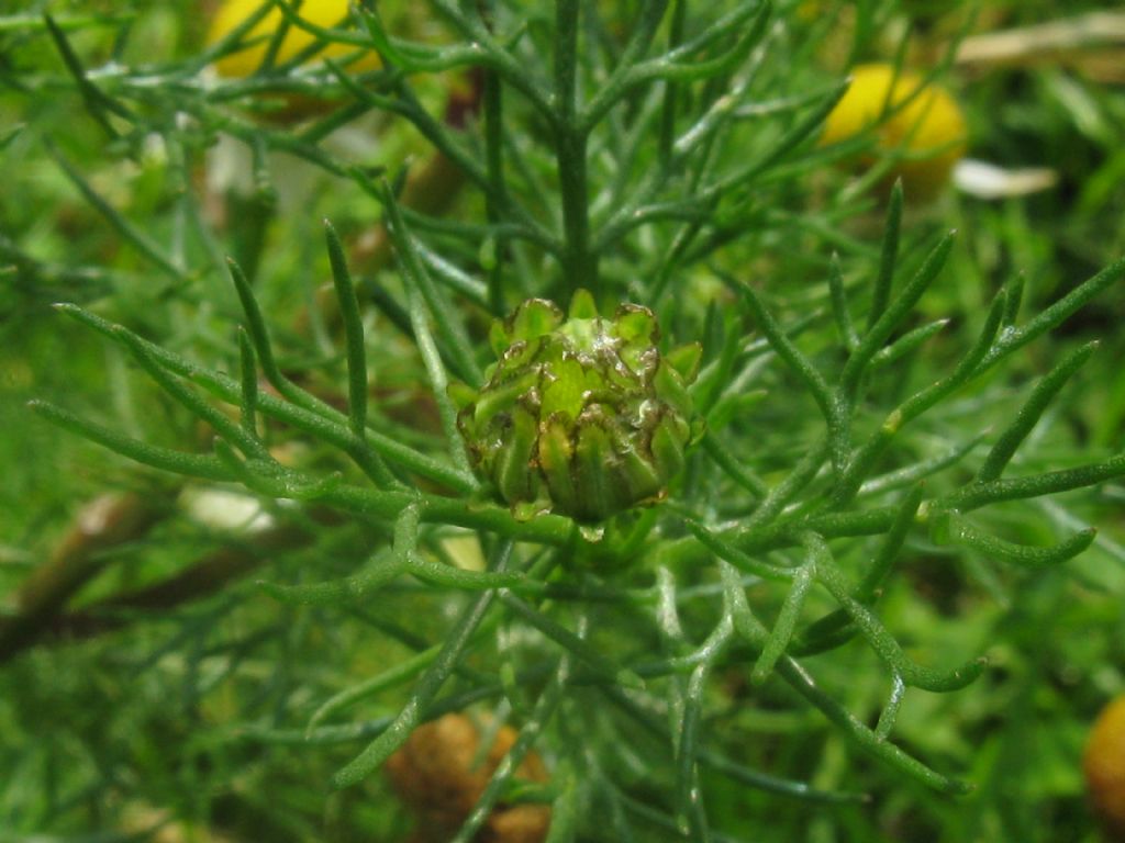 Tripleurospermum inodorum