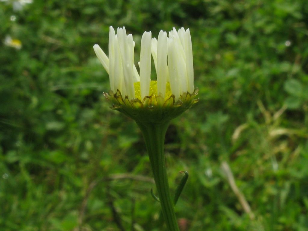 Tripleurospermum inodorum