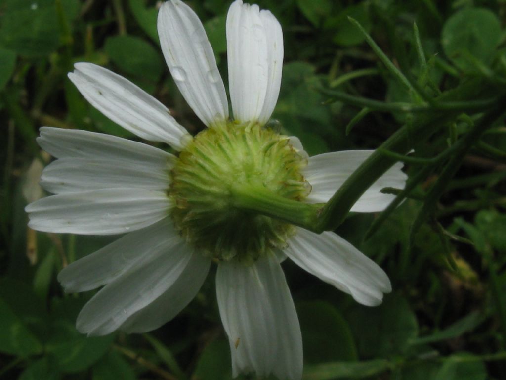 Tripleurospermum inodorum