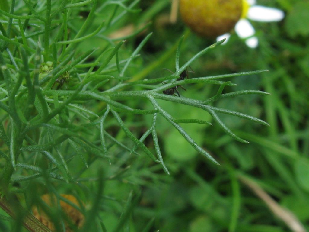 Tripleurospermum inodorum