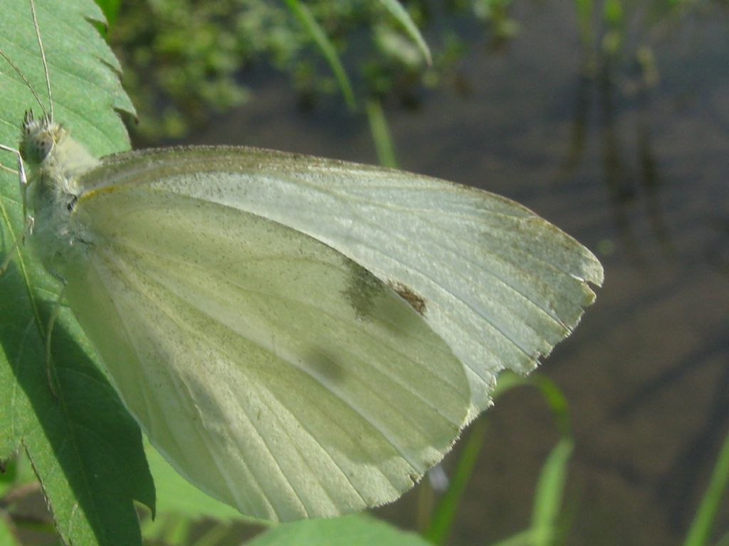 Pieris napi? No, Pieris rapae - Pieridae