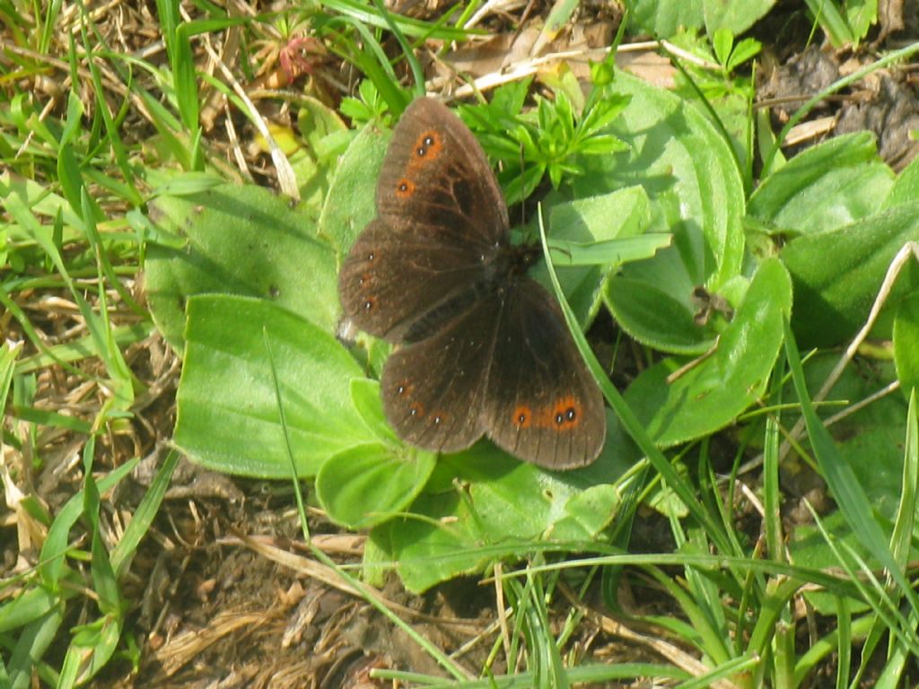 Erebia aethiops + Erebia ligea? Entrambe E. aethiops