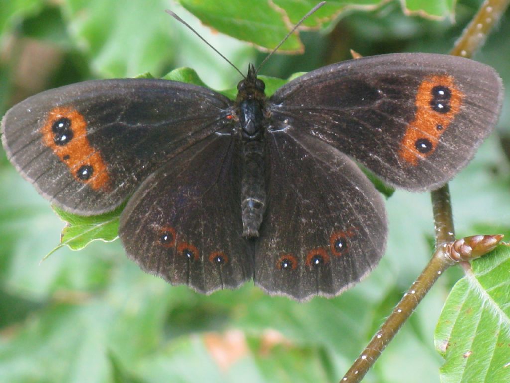 Erebia aethiops + Erebia ligea? Entrambe E. aethiops