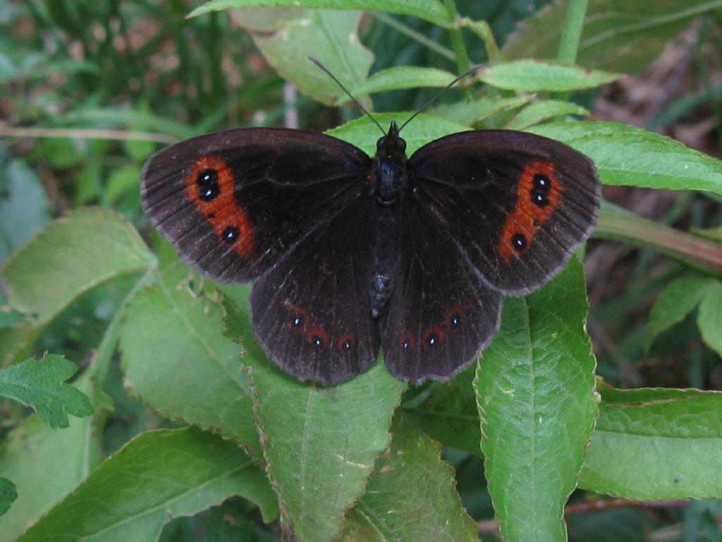 Erebia aethiops + Erebia ligea? Entrambe E. aethiops