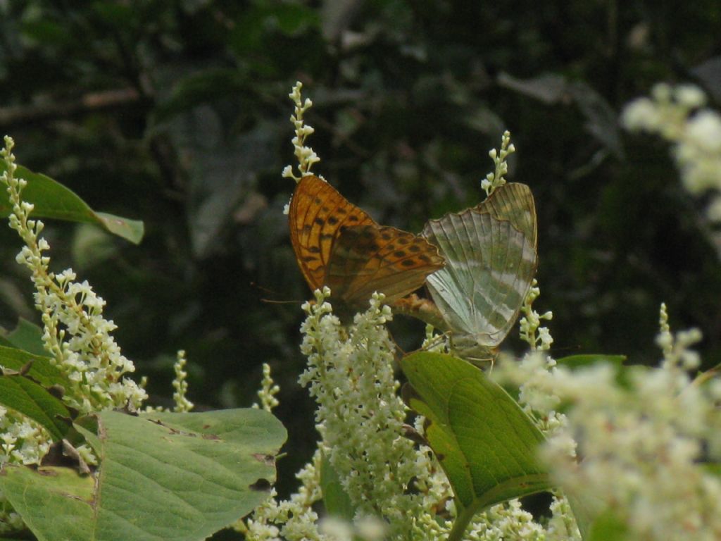 Issoria lathonia? No, Argynnis paphia