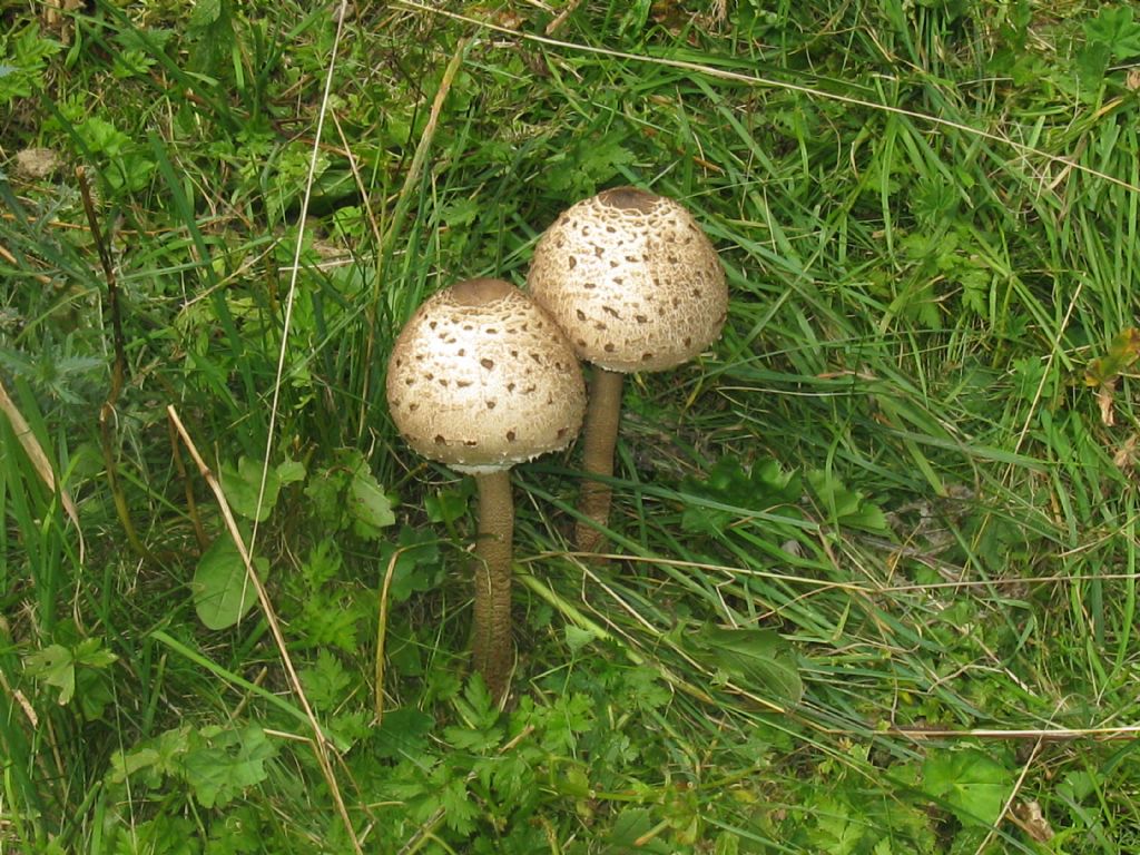 Quali funghi?