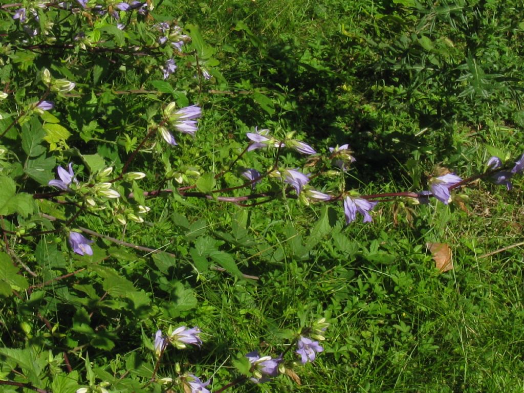 Campanula trachelium