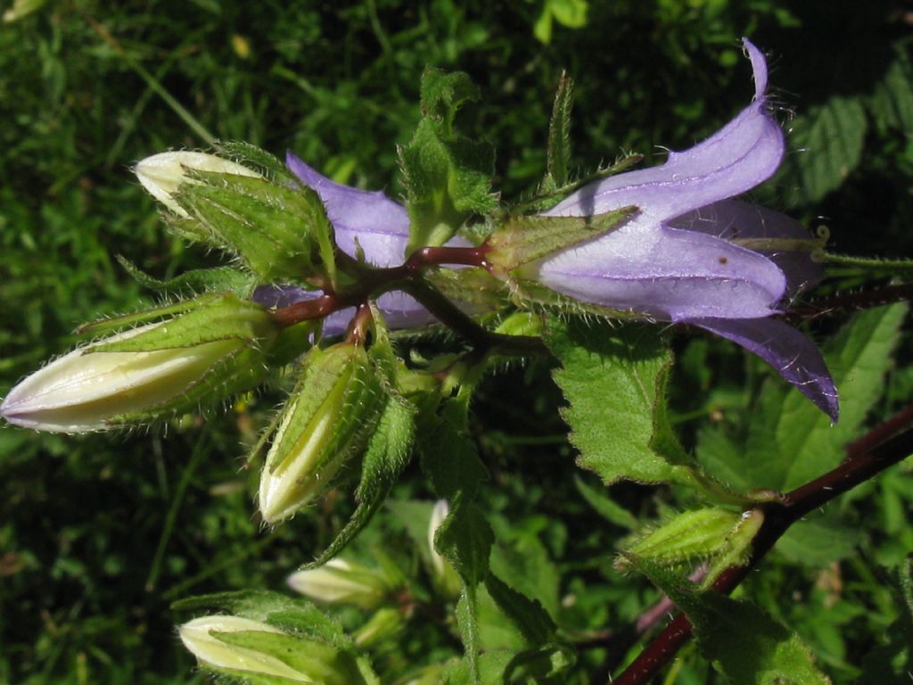 Campanula trachelium