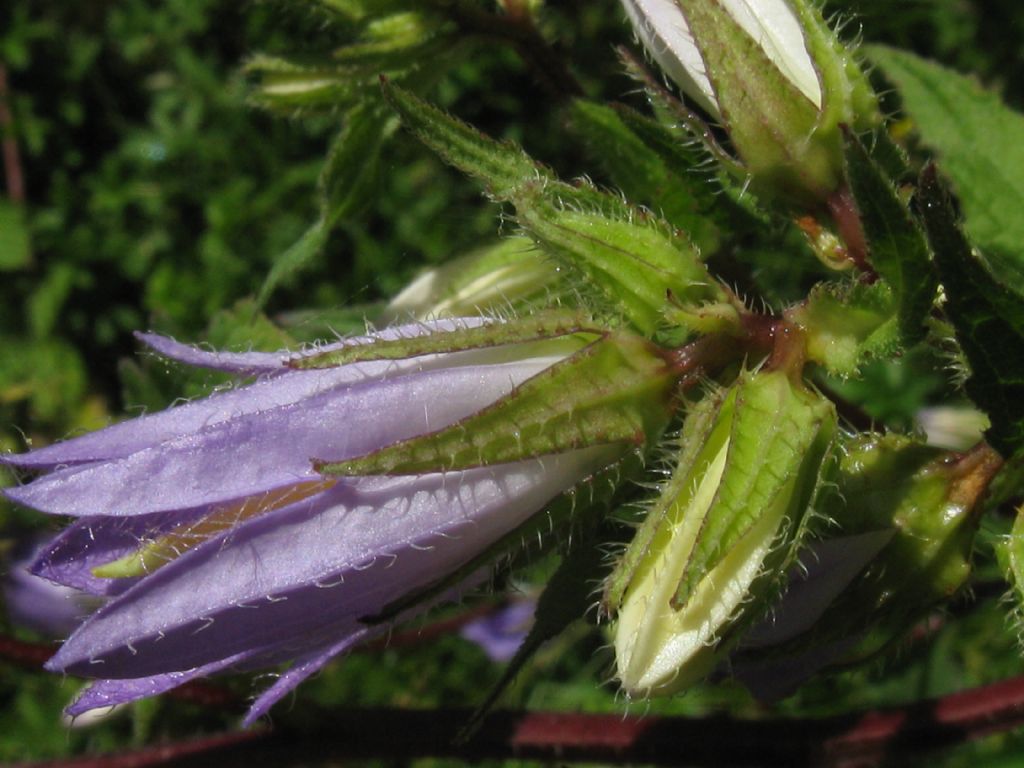 Campanula trachelium