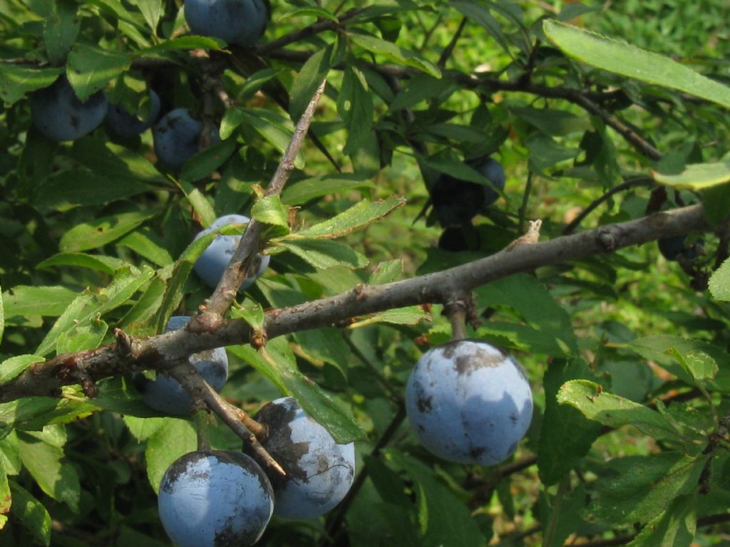 Prunus spinosa