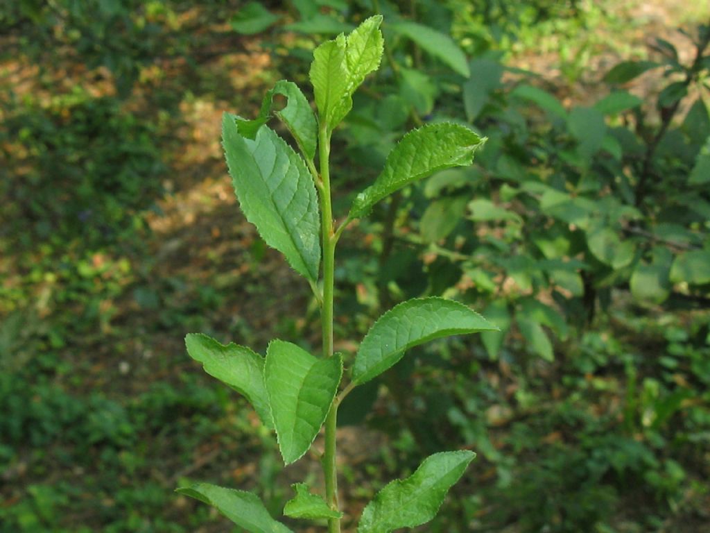 Prunus spinosa