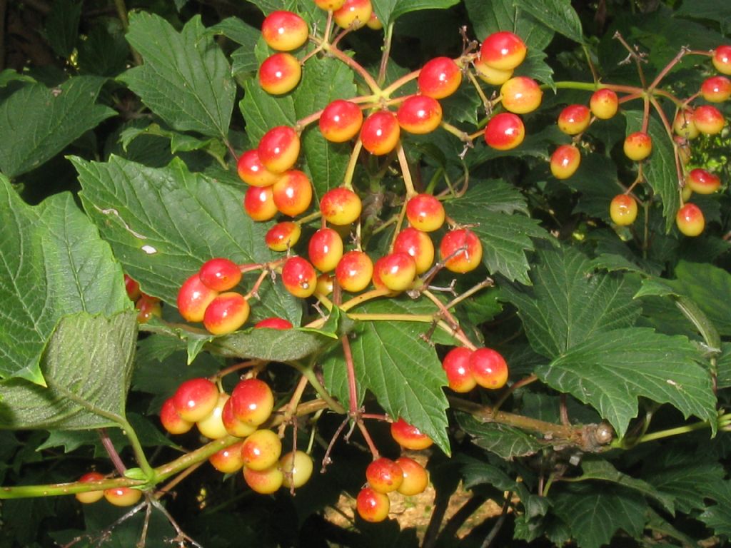 Viburnum opulus, Adoxaceae