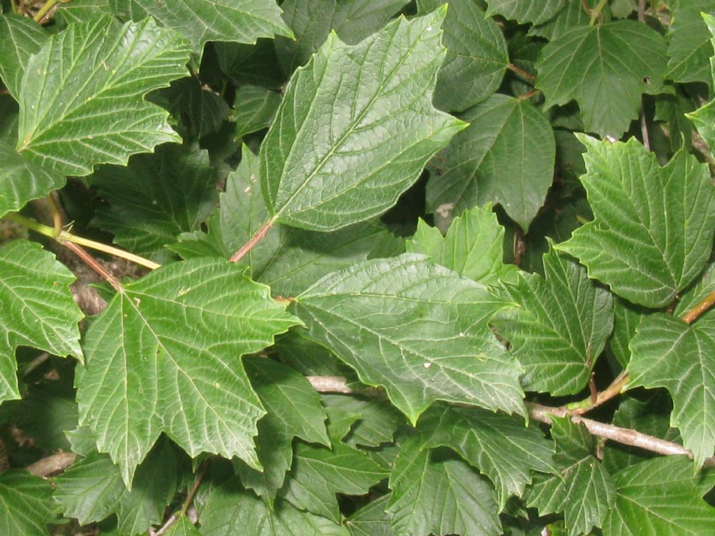 Viburnum opulus, Adoxaceae