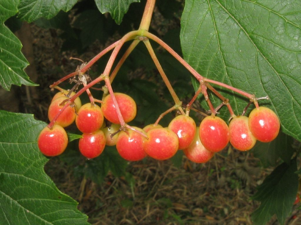 Viburnum opulus, Adoxaceae