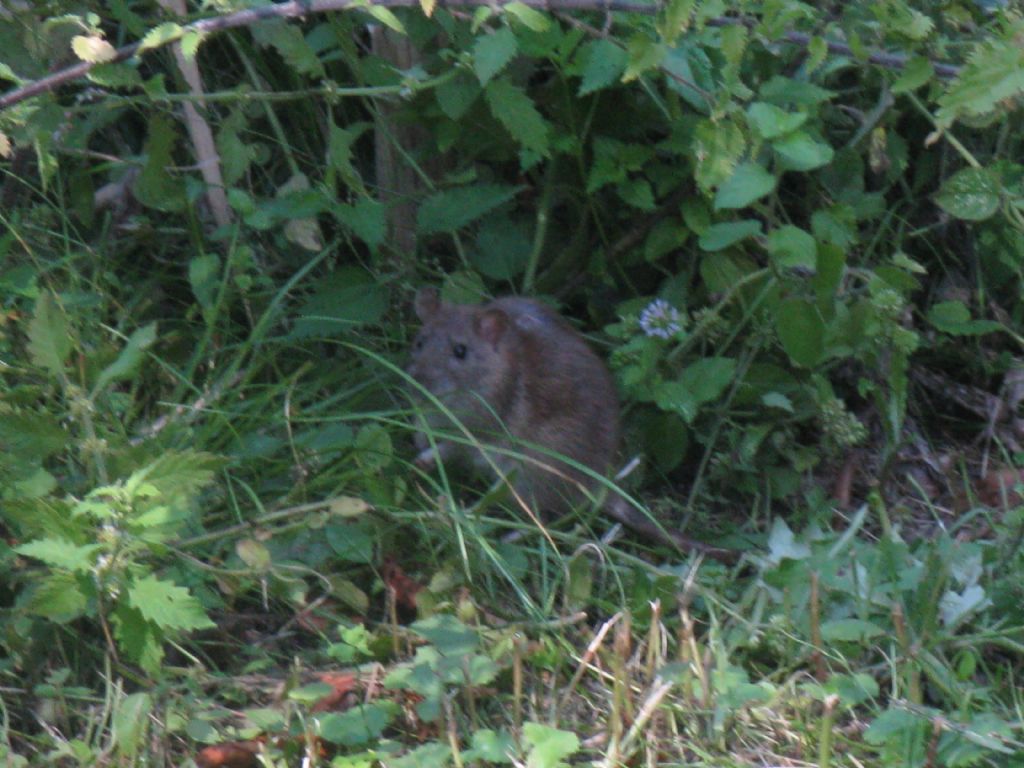 Nutria?  No, rattus norvegicus