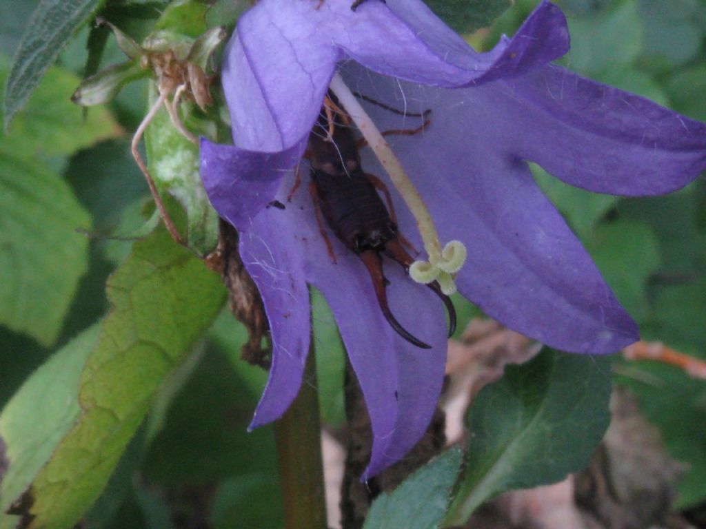 Forficula auricularia?