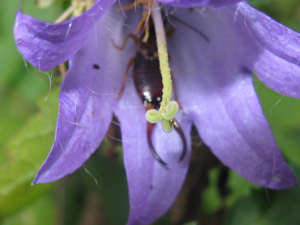 Forficula auricularia?