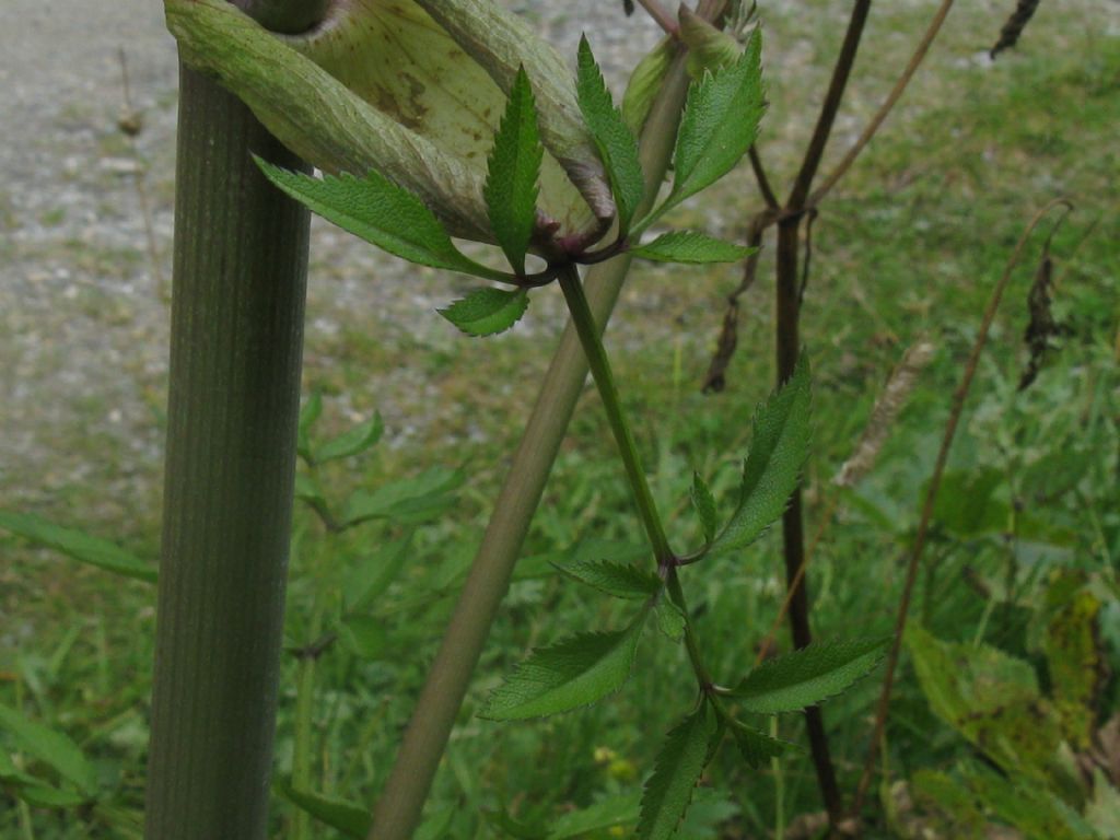 Angelica sylvestris / Angelica selvatica