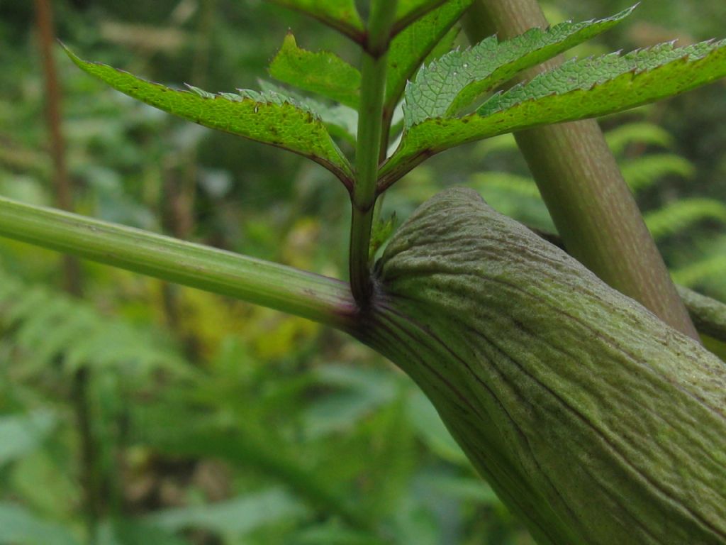 Angelica sylvestris / Angelica selvatica