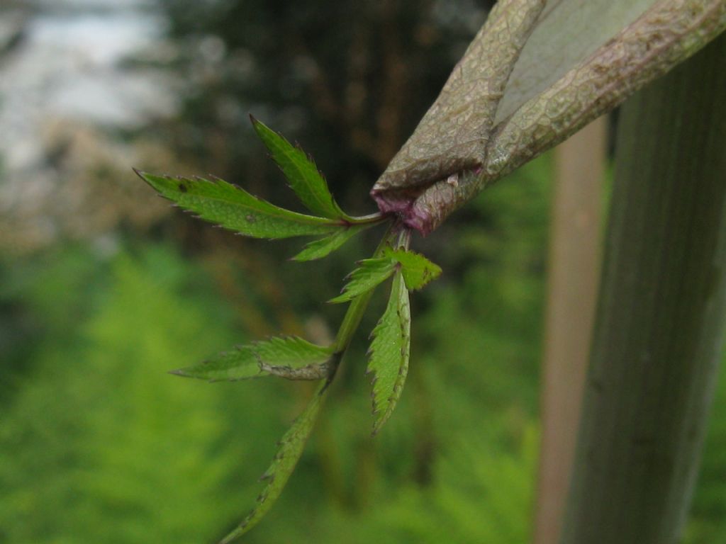Angelica sylvestris / Angelica selvatica