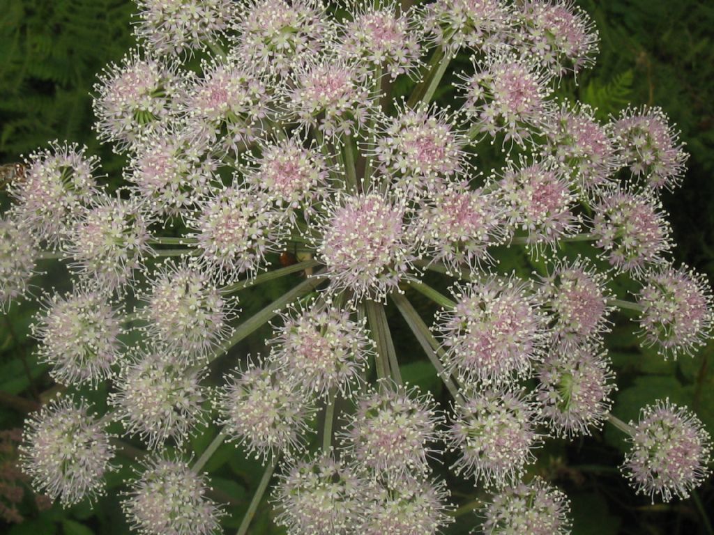 Angelica sylvestris / Angelica selvatica