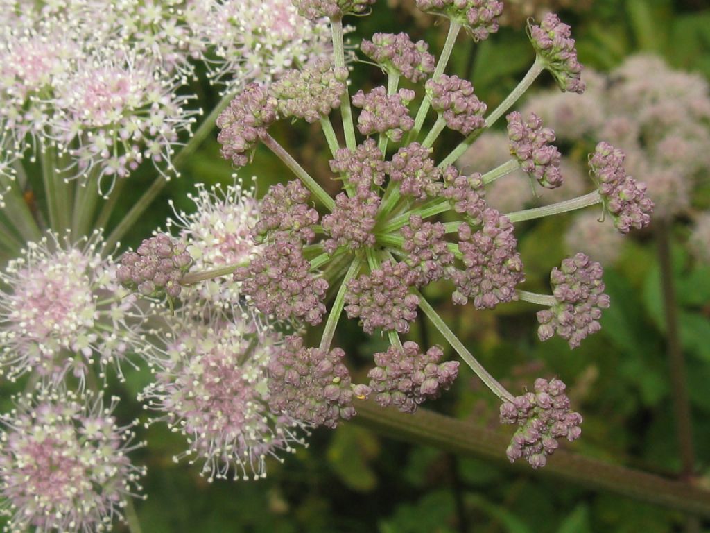 Angelica sylvestris / Angelica selvatica