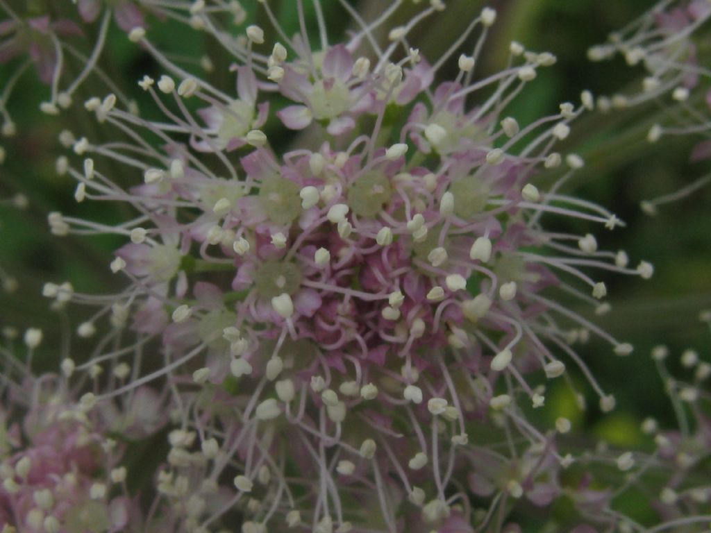 Angelica sylvestris / Angelica selvatica