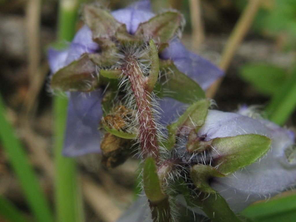 Campanula trachelium?  No, Campanula barbata