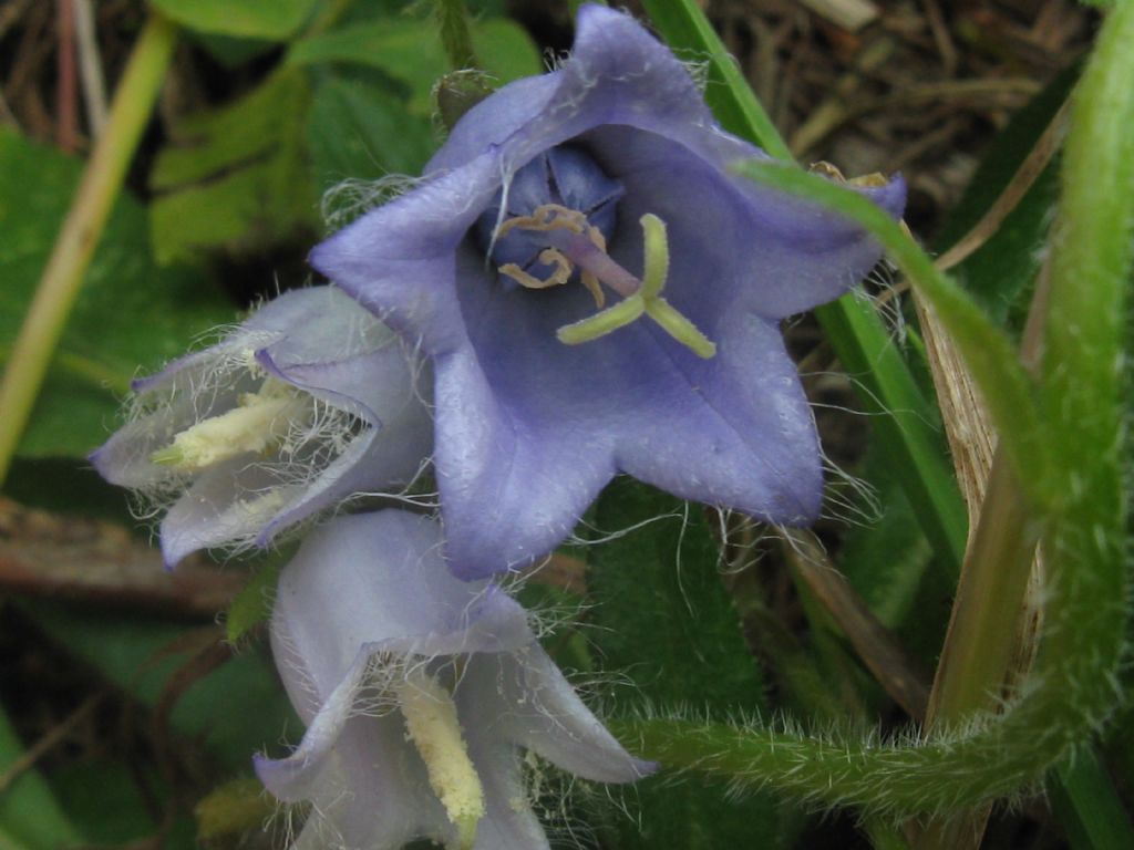 Campanula trachelium?  No, Campanula barbata
