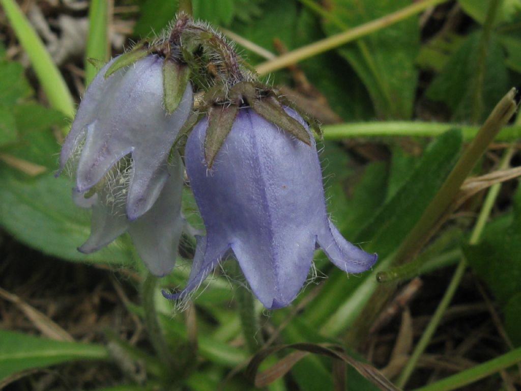 Campanula trachelium?  No, Campanula barbata