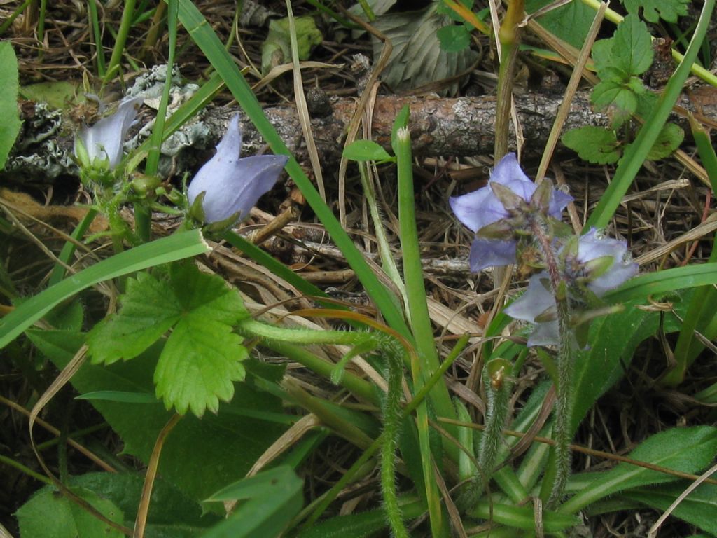 Campanula trachelium?  No, Campanula barbata