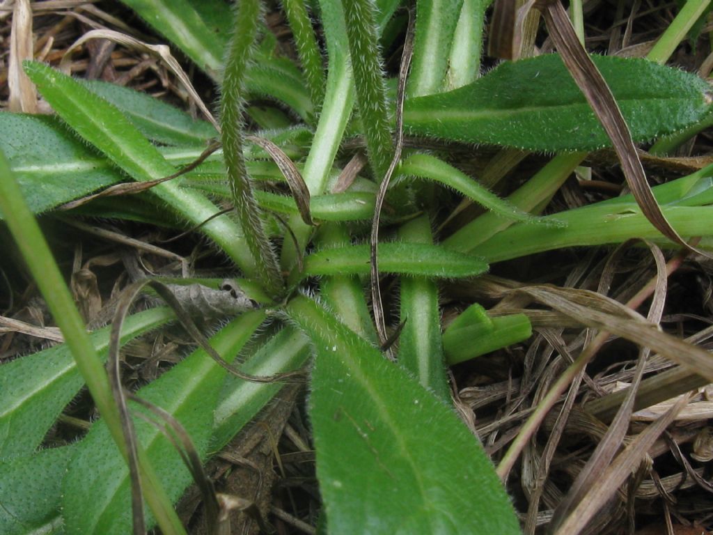 Campanula trachelium?  No, Campanula barbata