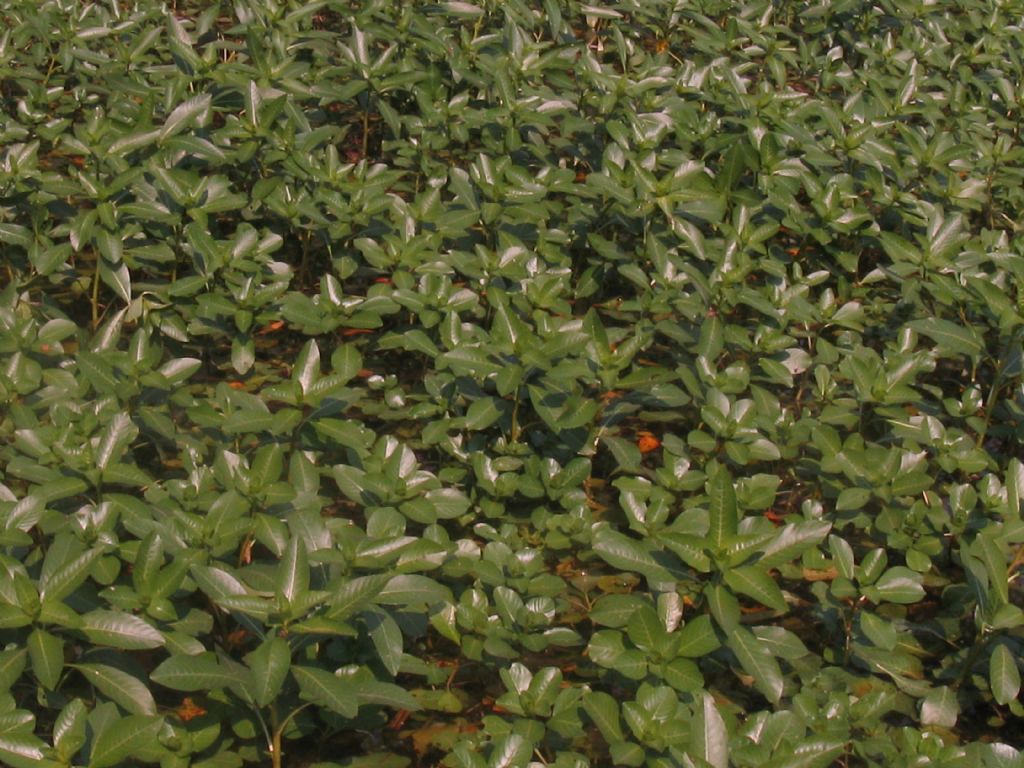 Ludwigia hexapetala (Onagraceae)