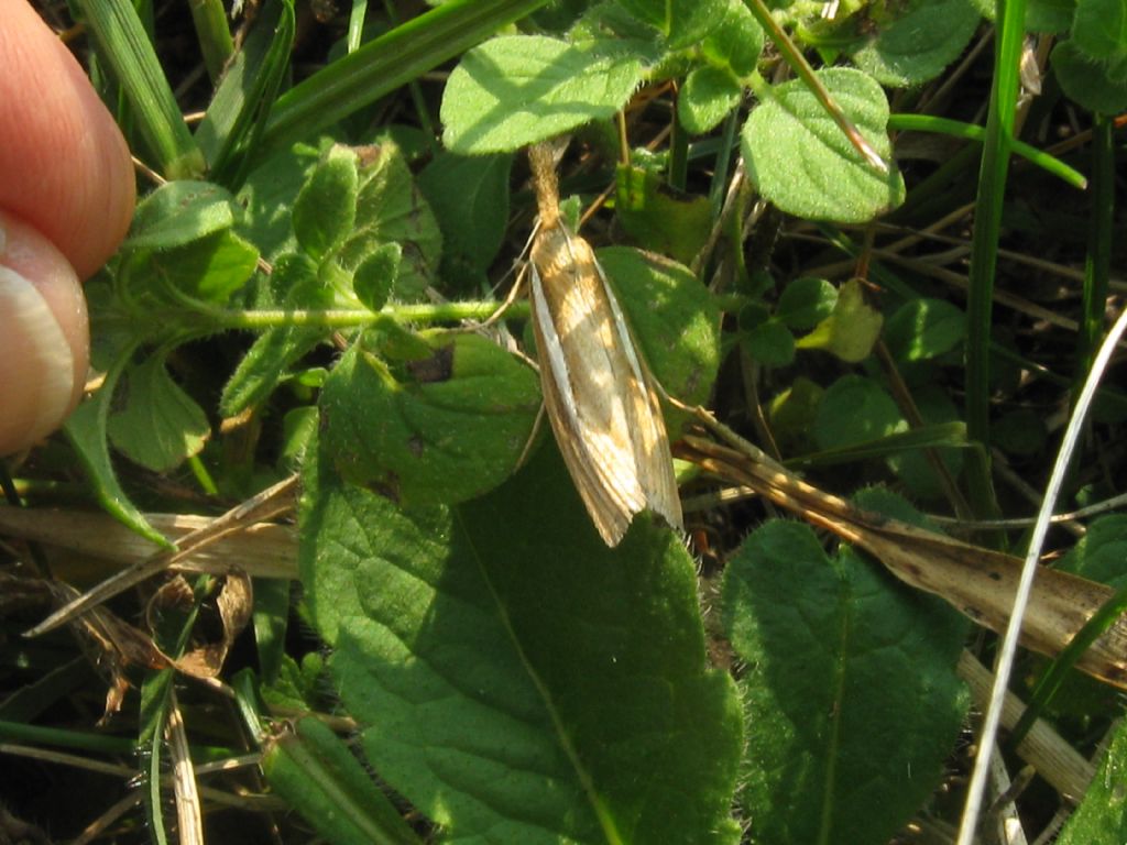 Agriphila...?